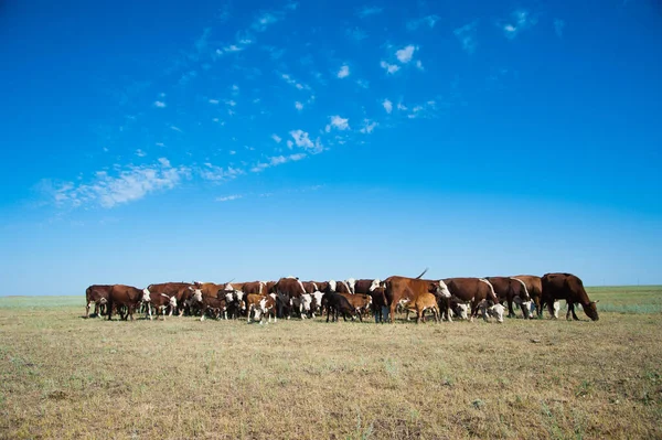 Vacas que pastam em pastagens — Fotografia de Stock