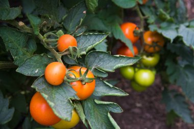 Serada domates yetiştiriciliği