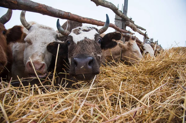 Vacas em uma fazenda no inverno — Fotografia de Stock