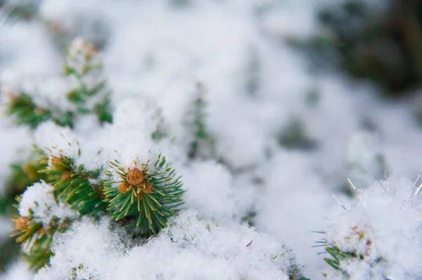 Kerstboom met decoratie onder sneeuw — Stockfoto