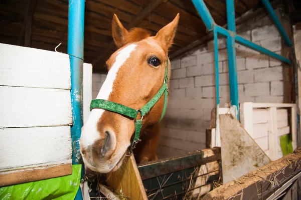 Cavalo no estábulo — Fotografia de Stock