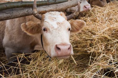 Kışın bir çiftlikte inekler