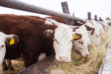 bir çiftlikte inekler. süt inekleri