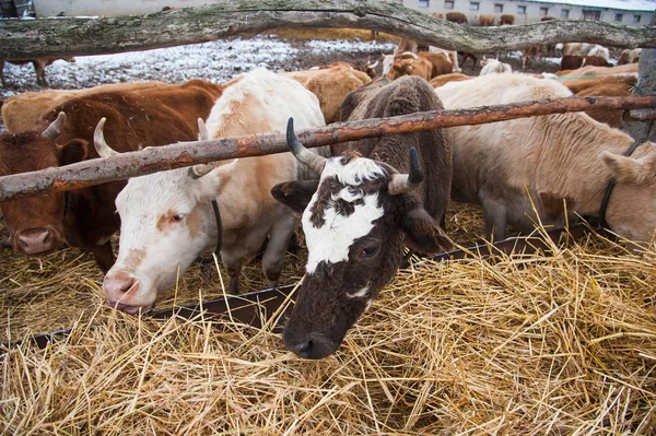 Vacas em uma fazenda no inverno — Fotografia de Stock