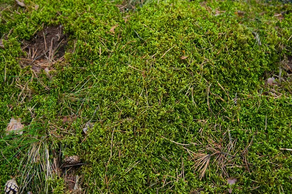 Skogsmarken med gräs — Stockfoto