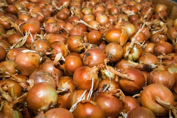 Fresh yellow onions as a background — Stock Photo, Image