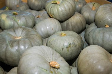 Arkaplan olarak taze gri balkabakları