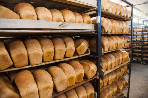 Пекарня. Производство хлеба, рулонов, пирогов и печенья — стоковое фото