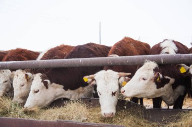 bir çiftlikte inekler. süt inekleri