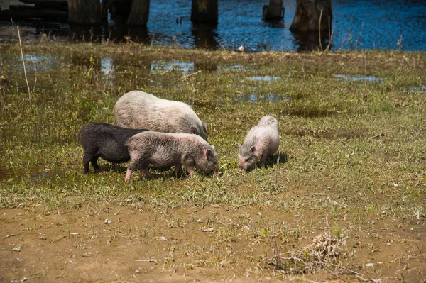 Ferme porcine. Porcs sur le terrain — Photo