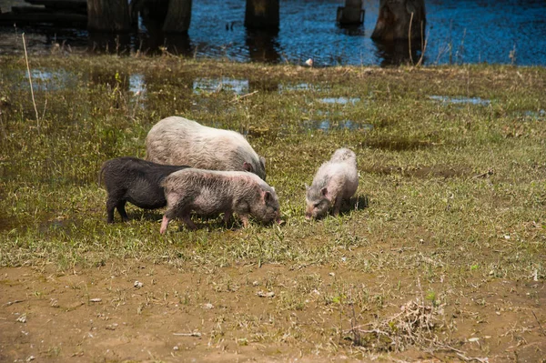 Granja de cerdos. Cerdos en el campo — Foto de Stock