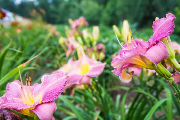 Flores de colores crecen en el parque de la ciudad —  Fotos de Stock