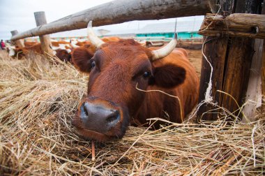 bir çiftlikte inekler. süt inekleri