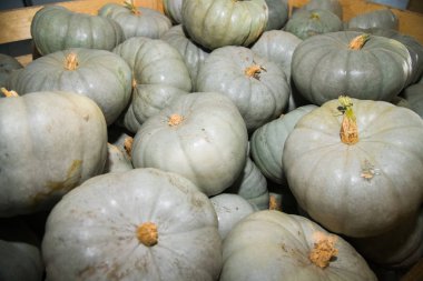 Arkaplan olarak taze gri balkabakları