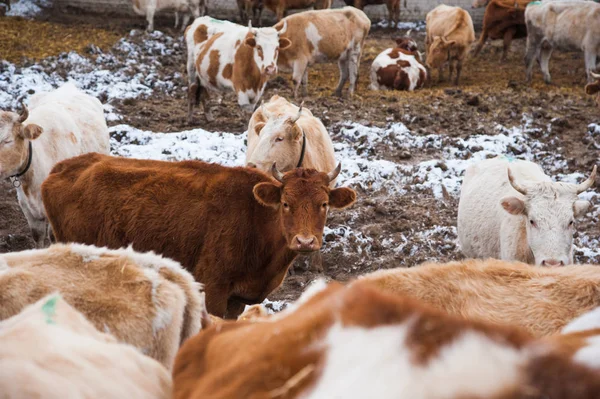 Коровы на ферме зимой — стоковое фото
