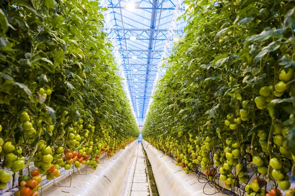 大きな工業用温室の中で成長するトマトの植物の列 — ストック写真