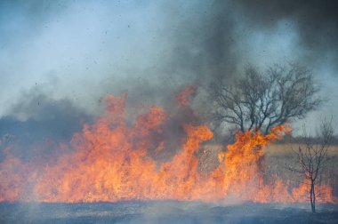 Ateş, güçlü duman. Bataklıkta yanan kamış. Doğal afet