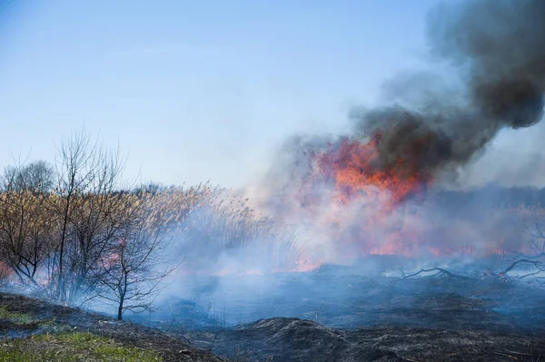 Fuego, fuerte humo. Caña ardiendo en el pantano. Desastre natural —  Fotos de Stock