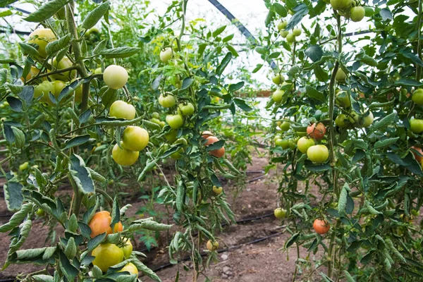 温室中番茄生长 — 图库照片