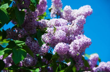 Çiçek açan leylağın bahar dalı