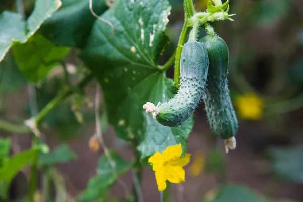 Cucumber farm greenhouse — Stock Photo, Image