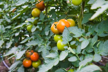 Serada domates yetiştiriciliği