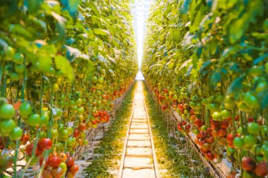 Serada büyüyen ripe domates bitki