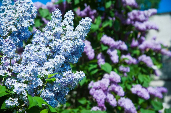 Branche printanière de lilas en fleurs — Photo