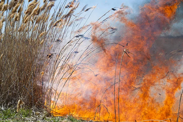 Fuego, fuerte humo. Caña ardiendo en el pantano. Desastre natural —  Fotos de Stock