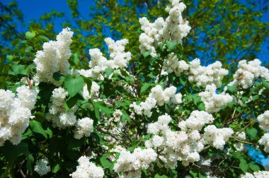 Çiçek açan leylağın bahar dalı