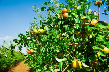 Elma bahçesinde elma