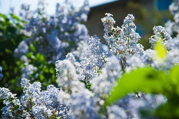 Branche printanière de lilas en fleurs — Photo