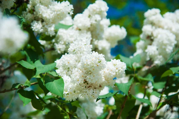 Branche printanière de lilas en fleurs — Photo