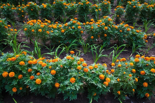 Flores de colores crecen en el parque de la ciudad —  Fotos de Stock