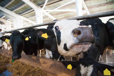 Çiftlikteki inekler. Süt inekleri. Yuvalanmış