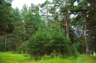 Yaz günü içinde güzel çam ormanı. Manzara