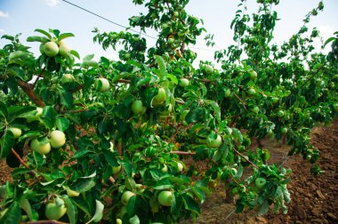 Elma bahçesi tam riped elma güneşli yaz gün