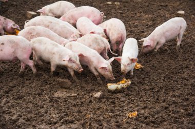 Evcil domuzlar. Köydeki bir çiftlikte domuzlar