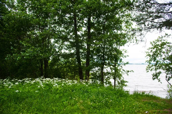 Krásné Borovice Lesní Letním Dni Krajina — Stock fotografie