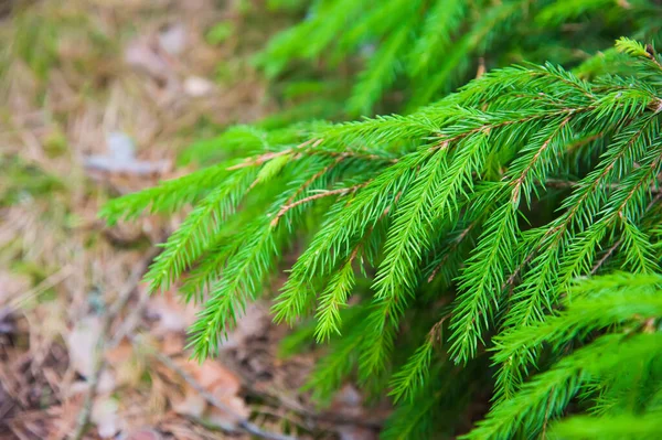 Strahlend Grüne Stachelige Zweige Einer Tanne Oder Kiefer — Stockfoto