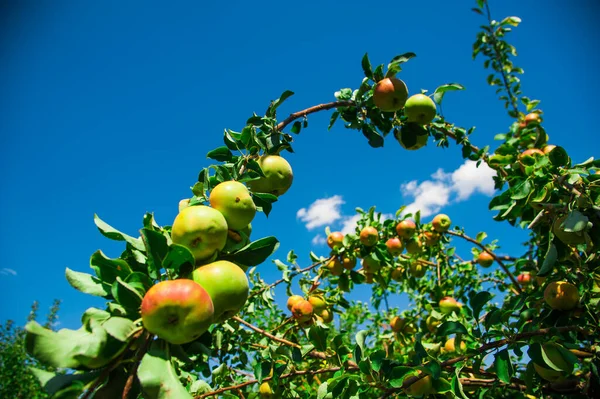 Appels Groeien Een Tak Tussen Het Groene Blad Appelboomgaard — Stockfoto