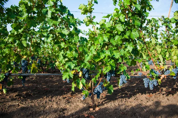 Vineyards at sunset in autumn harvest. Ripe grapes in fall season. Close up of bunches of red wine grapes on vine in a sunset.