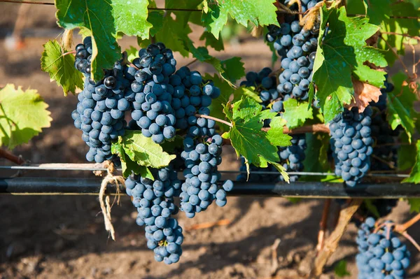 Vinhedos Pôr Sol Colheita Outono Uvas Maduras Época Outono Close — Fotografia de Stock