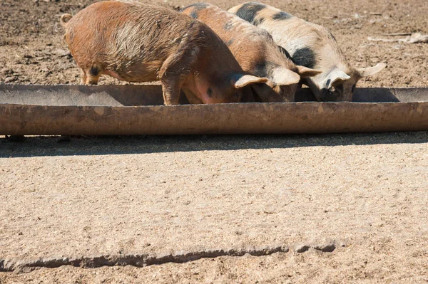 Porcs Domestiques Porcs Dans Une Ferme Village — Photo