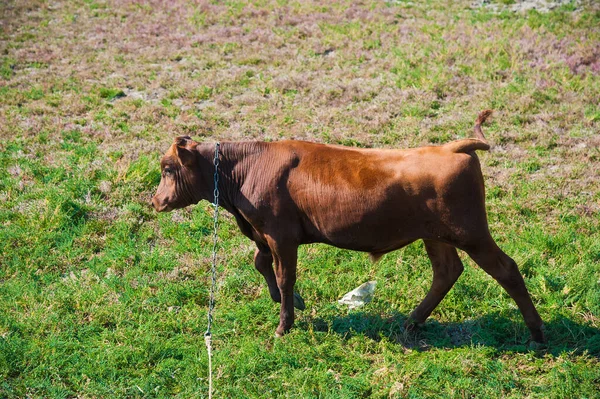 Çiftlikteki inekler. Süt inekleri. Yuvalanmış