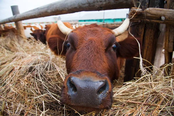 Çiftlikteki inekler. Süt inekleri. Yuvalanmış