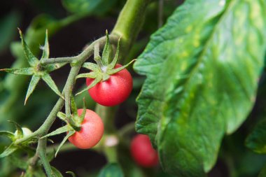 Çiftlik domatesi yetiştiriyorum. Serada yetişen domatesler
