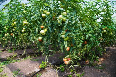 Çiftlik domatesi yetiştiriyorum. Serada yetişen domatesler