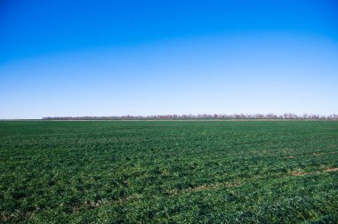Bahar gününde buğday fideleri