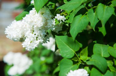 Sıradan bir şırınga, leylak çalısı açıyor. Taze çiçeklerle dolu bahar manzarası.